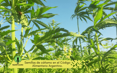 Agricultura incorpora las semillas de cáñamo al Código Alimentario Argentino.