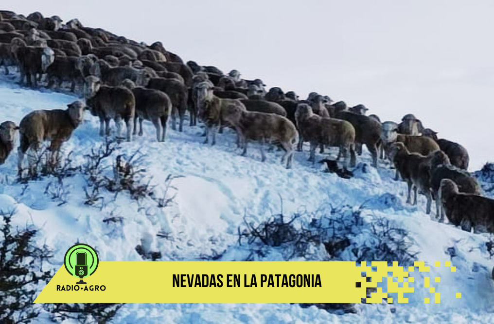 Complicada situación para la producción ganadera en la Patagonia