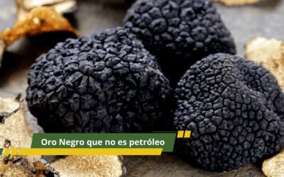 «Oro negro» que no es petróleo.