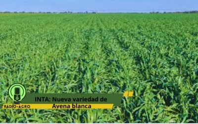 INTA: Nueva variedad de Avena blanca.