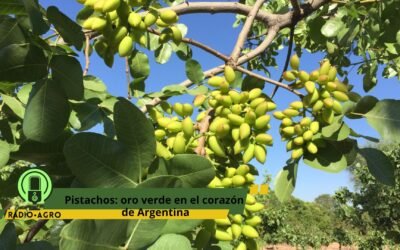 Argentina amplía las plantaciones de pistachos a medida que la demanda global se intensifica