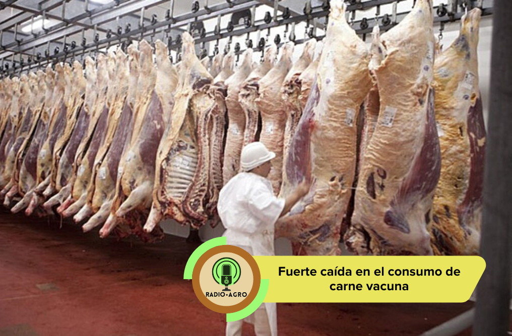 El consumo de carne vacuna sufrió su peor caída en 20 años y ya no hay «efecto chancho» que compense la crisis