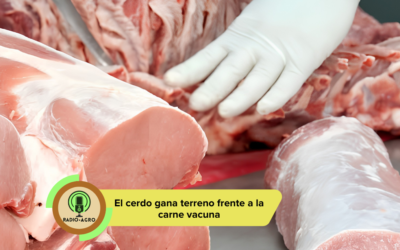 El cerdo gana terreno histórico frente a la carne vacuna con rentabilidad récord